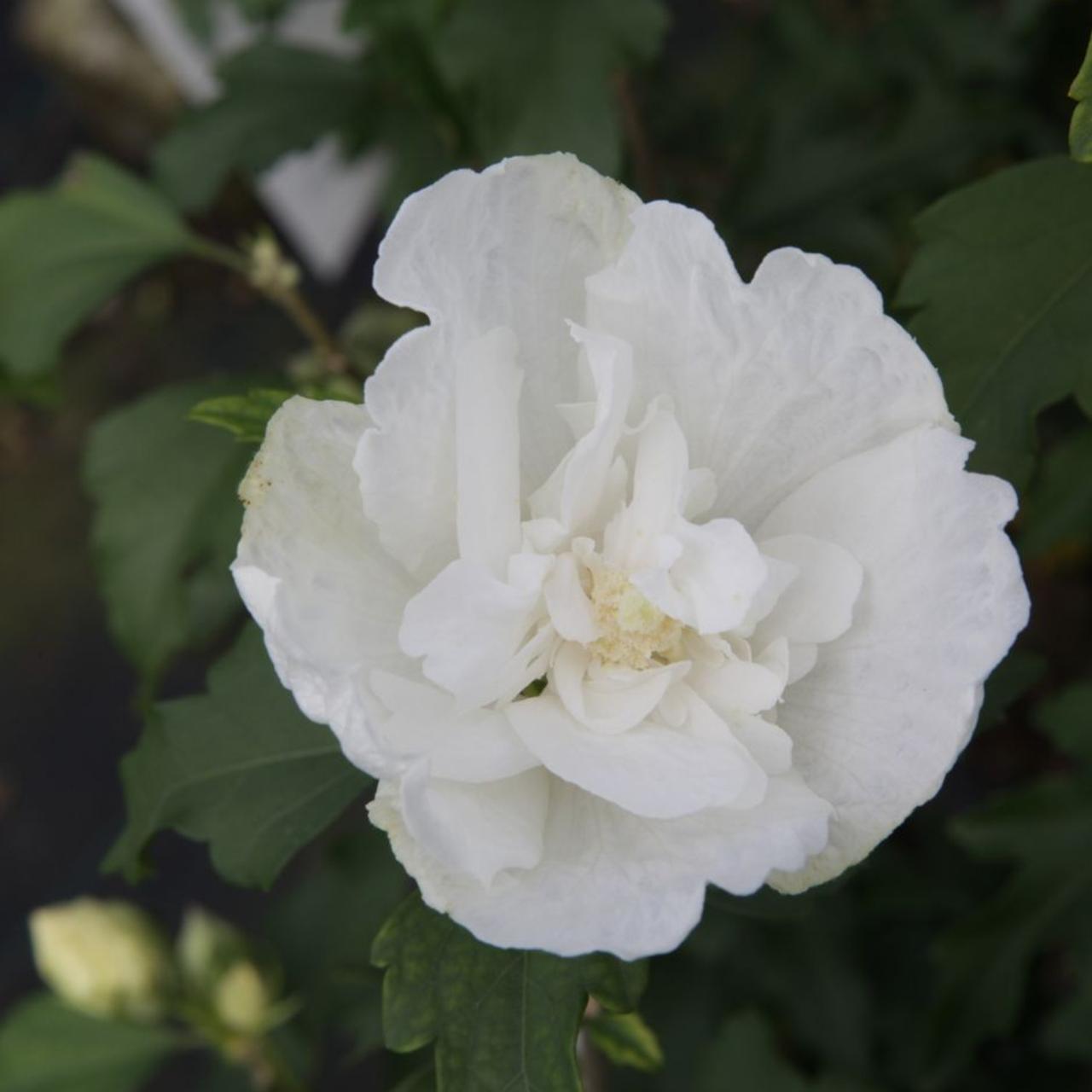 Hibiscus syriacus 'White Chiffon' plant