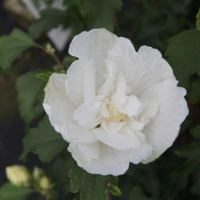 hibiscus-syriacus-white-chiffon