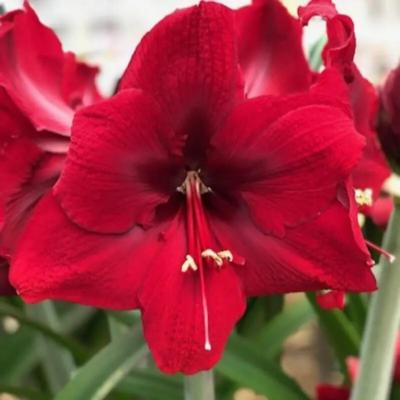 hippeastrum-amarossi