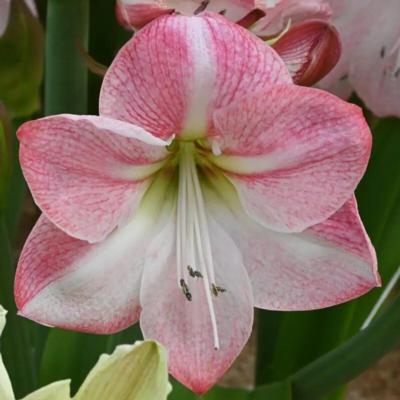 hippeastrum-blossom-grandise