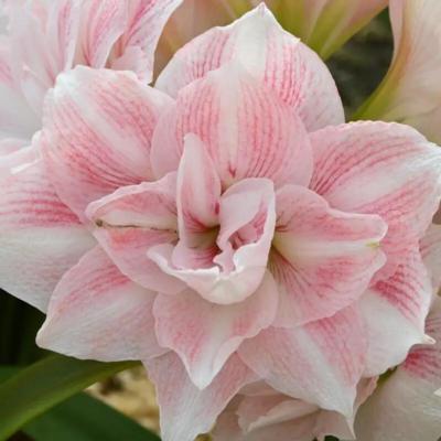 hippeastrum-candy-belle