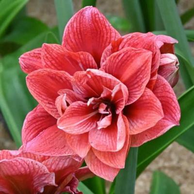 hippeastrum-cherry-amadeus