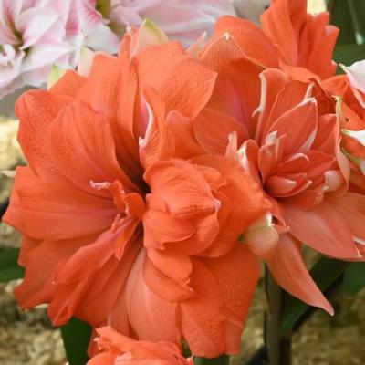 hippeastrum-coral-belle