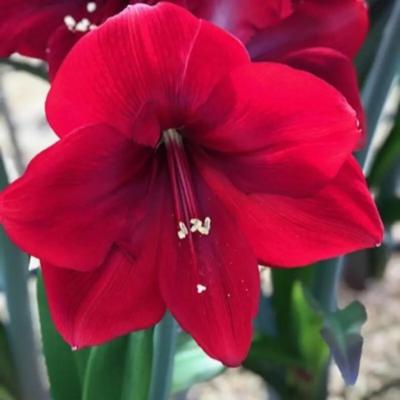 hippeastrum-corazon