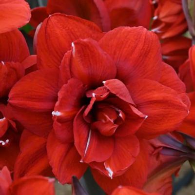 hippeastrum-double-king