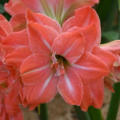 hippeastrum-flamingo-amadeus