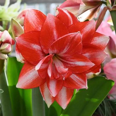 hippeastrum-jolly-majesty