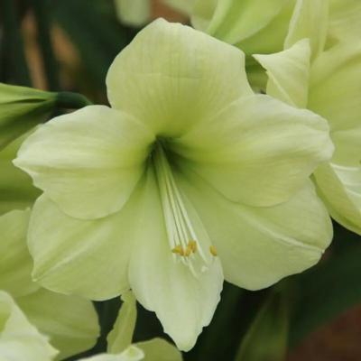 hippeastrum-luna