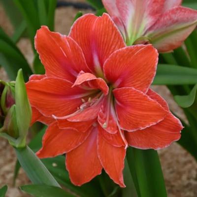 hippeastrum-minerva-dubbel