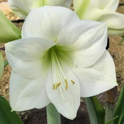 hippeastrum-montana