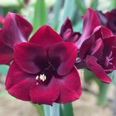 hippeastrum-nr-09555f