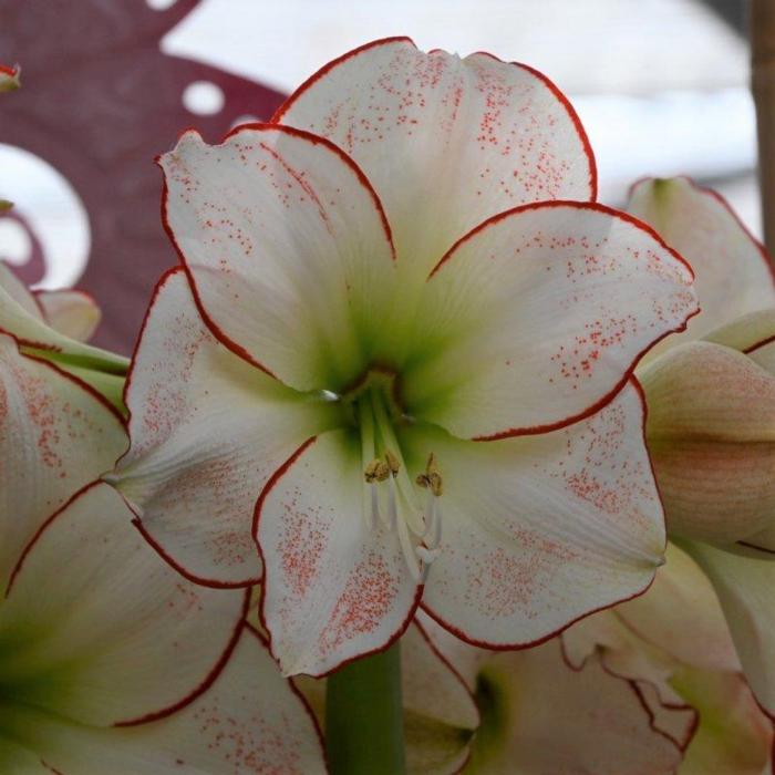 Hippeastrum 'Picasso' plant