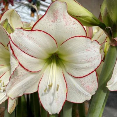 hippeastrum-picasso