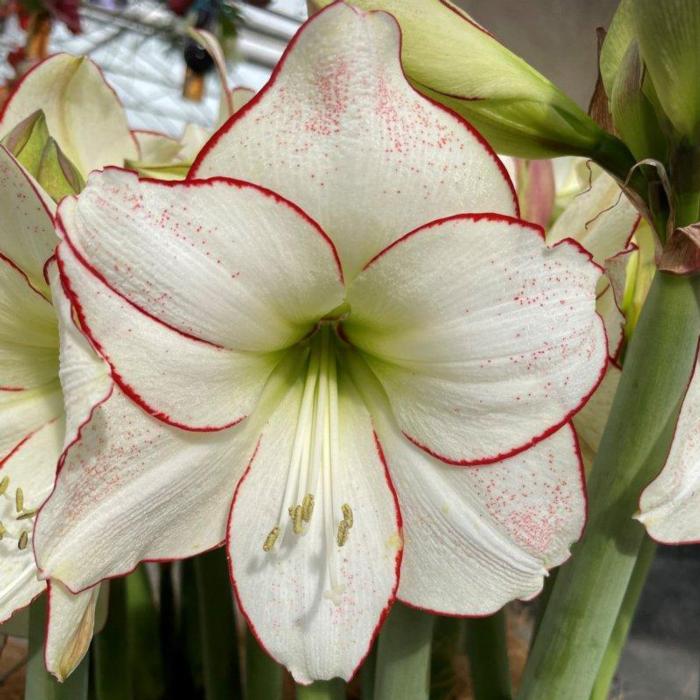Hippeastrum 'Picasso' plant
