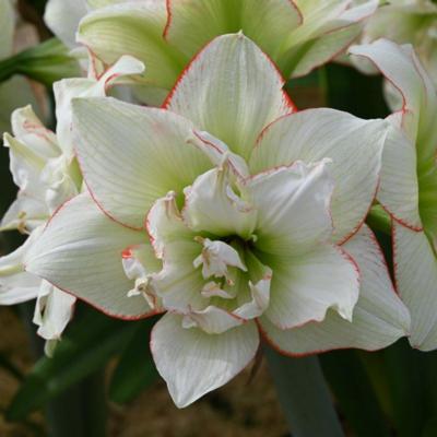 hippeastrum-picobello-majesty