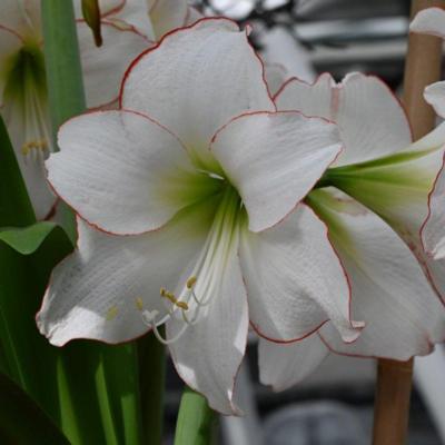 hippeastrum-picotee-red-lining