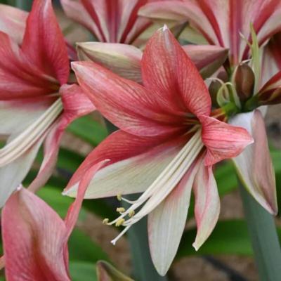 hippeastrum-pink-amazone