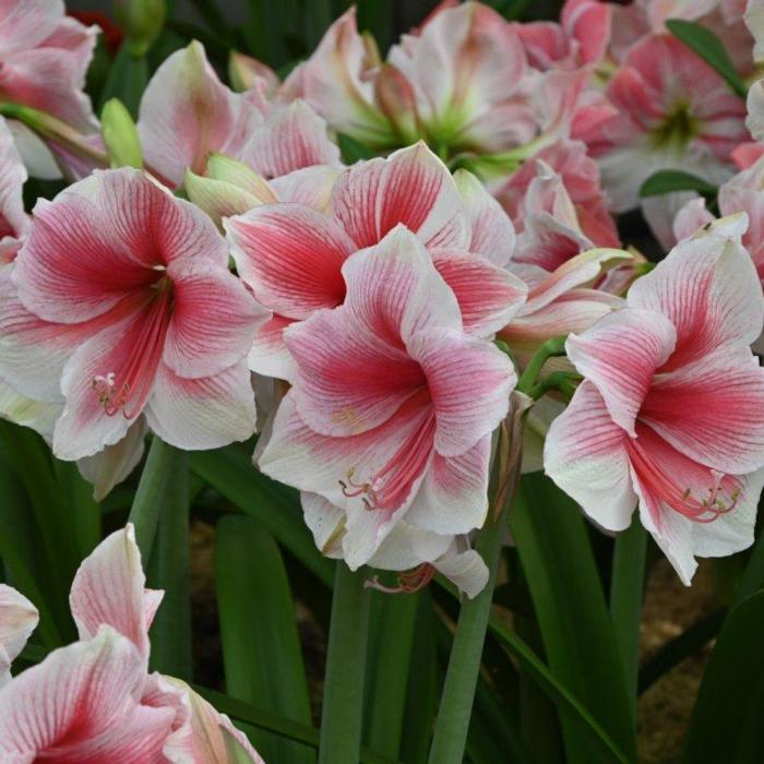 Hippeastrum 'Pink Beauty' plant