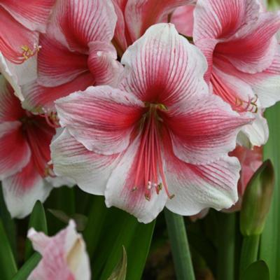 hippeastrum-pink-beauty