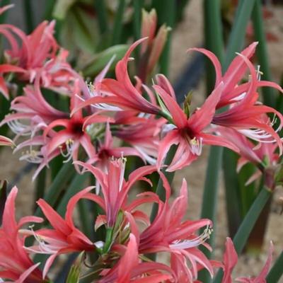 hippeastrum-pink-cybister