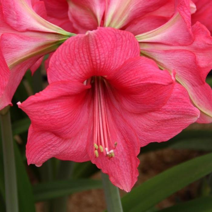 Hippeastrum 'Pink Surprise' plant