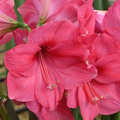 hippeastrum-pink-surprise