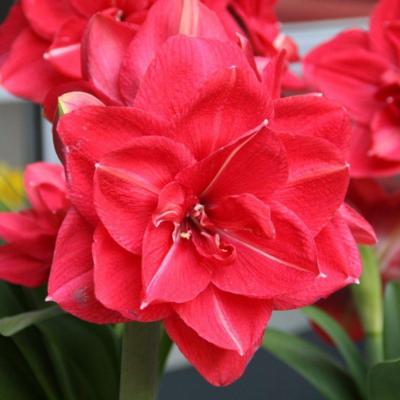 hippeastrum-pink-symphony