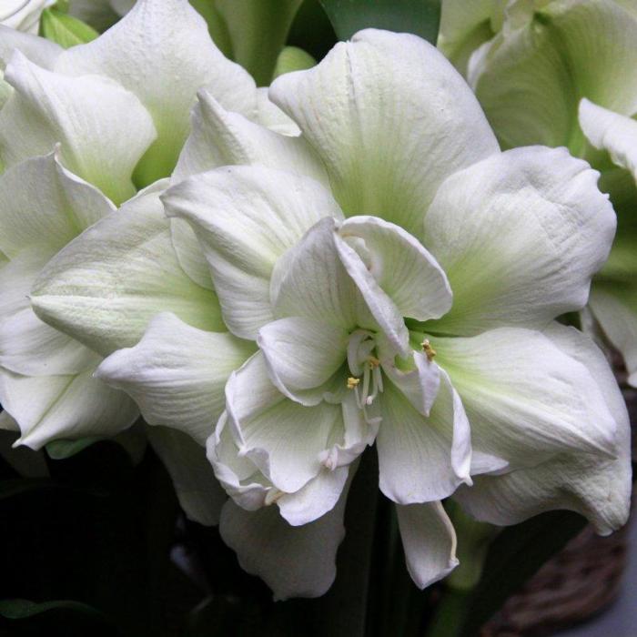 Hippeastrum 'Polar Belle' plant