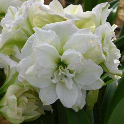 hippeastrum-polar-belle
