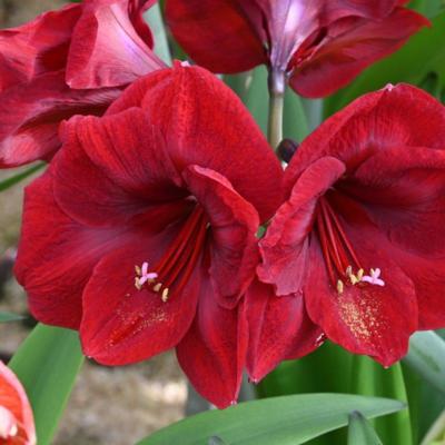 hippeastrum-premiere