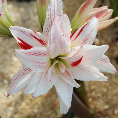 hippeastrum-pretty-amadeus