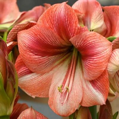 hippeastrum-provence