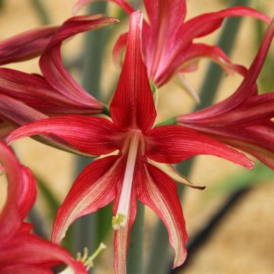 hippeastrum-quito