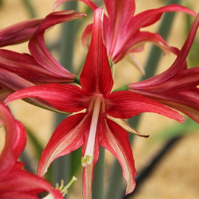 Hippeastrum 'Quito' plant