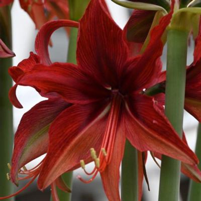 hippeastrum-red-amazone