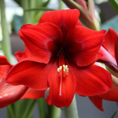 hippeastrum-red-lion