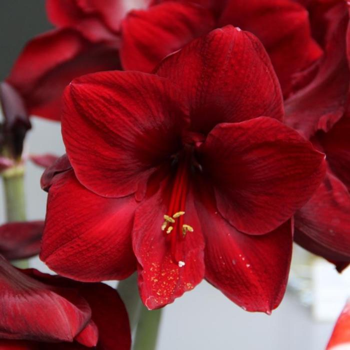 Hippeastrum 'Red Pearl' plant