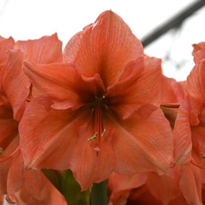 hippeastrum-rilona