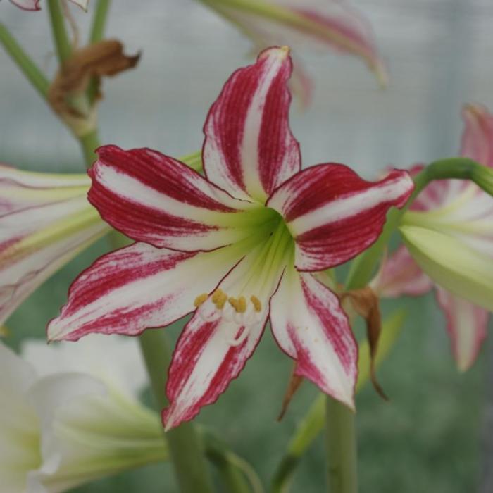 Hippeastrum 'Santiago' plant
