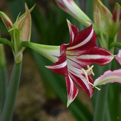 hippeastrum-santiago