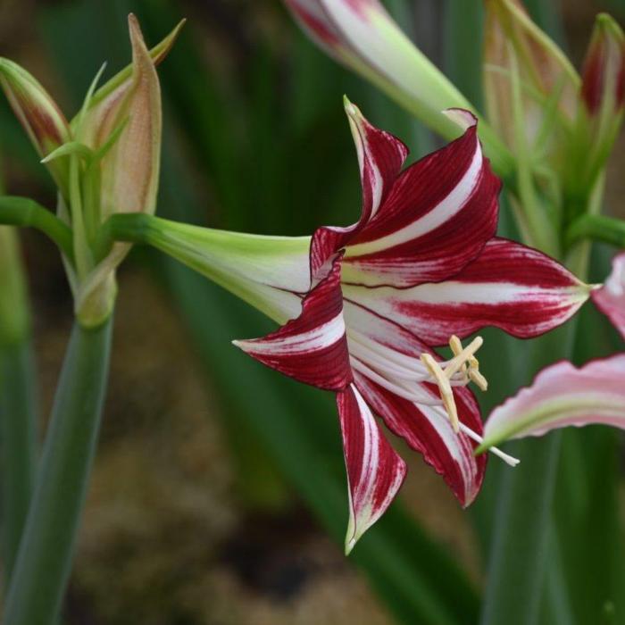 Hippeastrum 'Santiago' plant