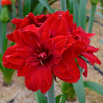 hippeastrum-scarlet-belle