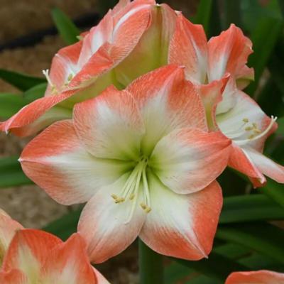 hippeastrum-shine-dream