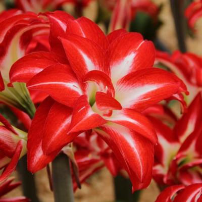hippeastrum-splash