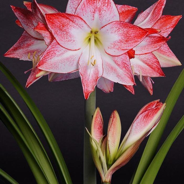 Hippeastrum 'Spotlight' plant