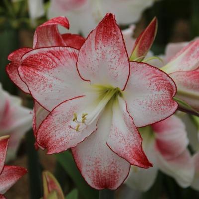 hippeastrum-spotlight