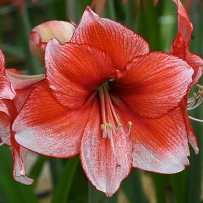 hippeastrum-stardust