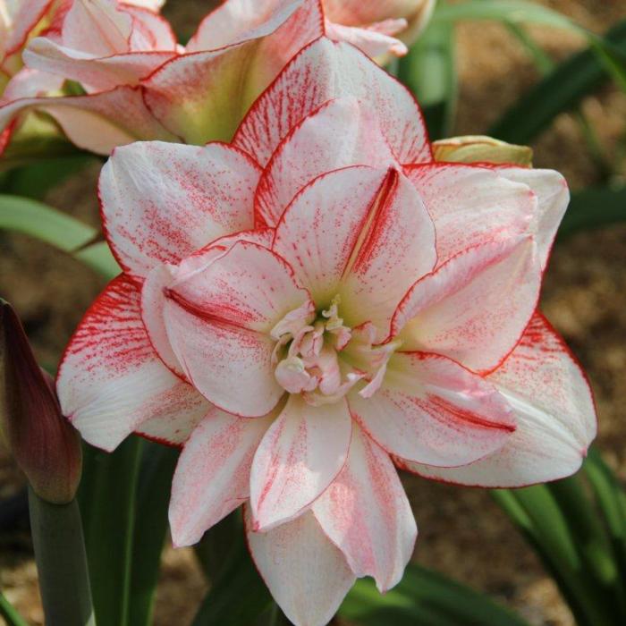 Hippeastrum 'Striped Amadeus' plant