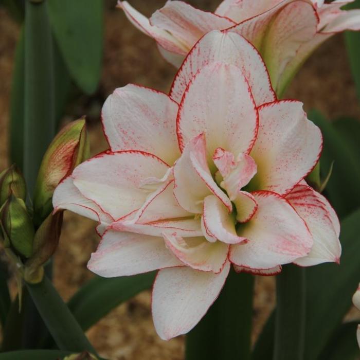 Hippeastrum 'Striped Amadeus' plant