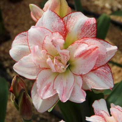 hippeastrum-striped-amadeus